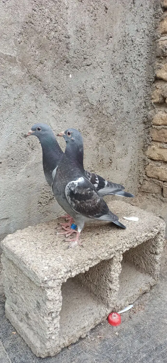 جوجه اردن|پرنده|دزفول, |دیوار