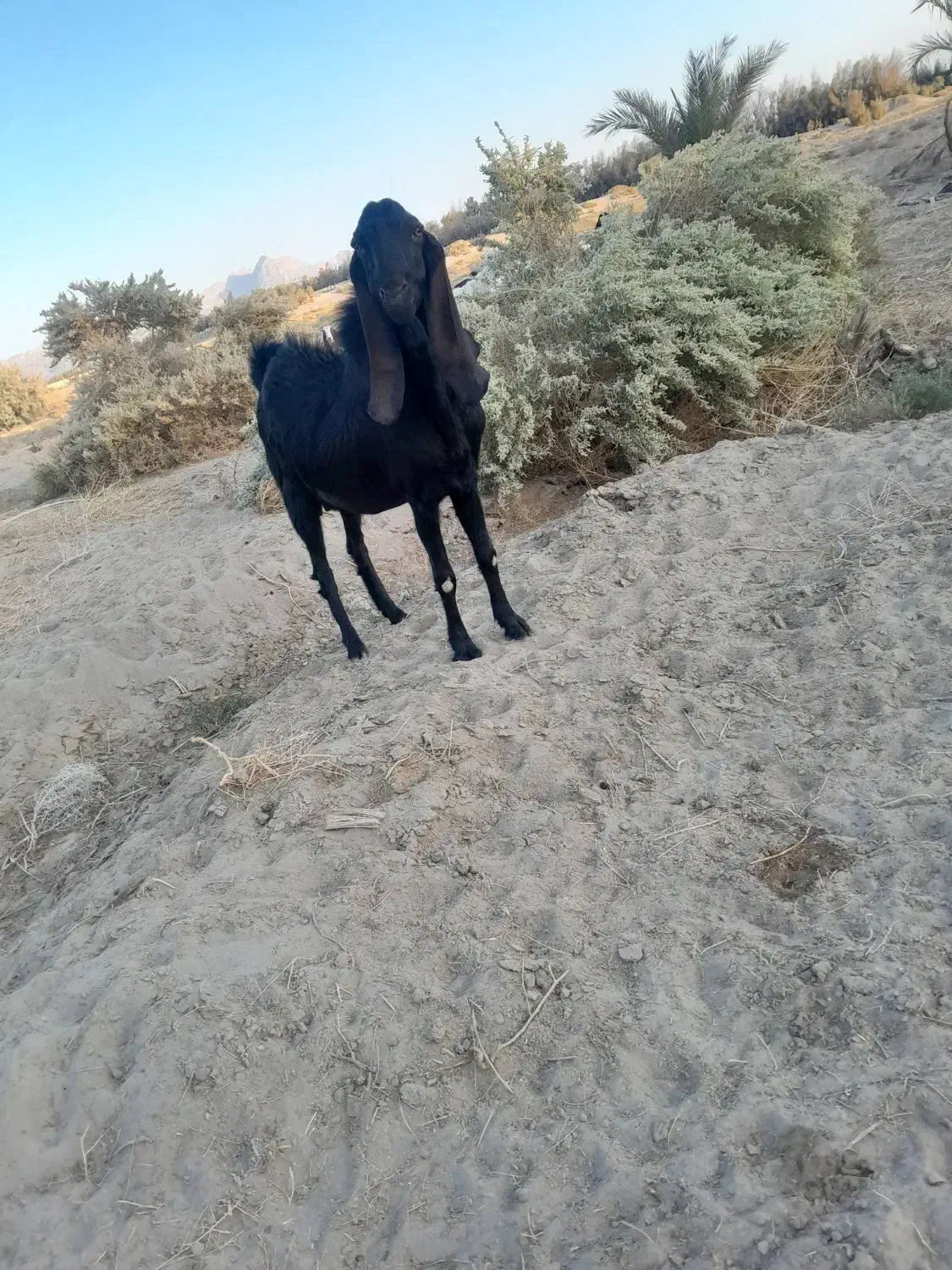 پاچن اصل نسل دار|حیوانات مزرعه|ریگ ملک, |دیوار