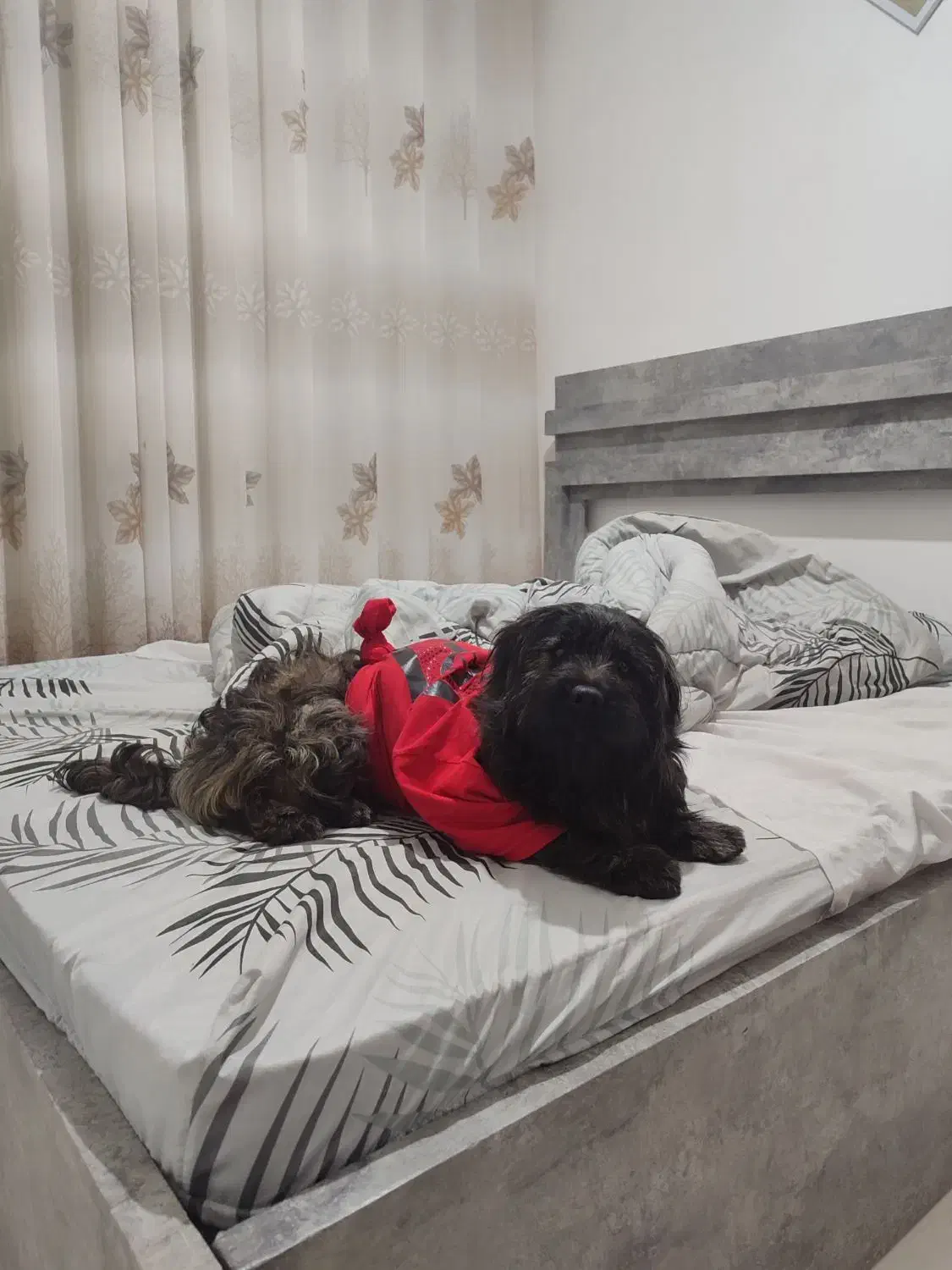 سگ پاکوتاه نر شیتزو ترییل|سگ|مشهد, وکیل‌آباد|دیوار