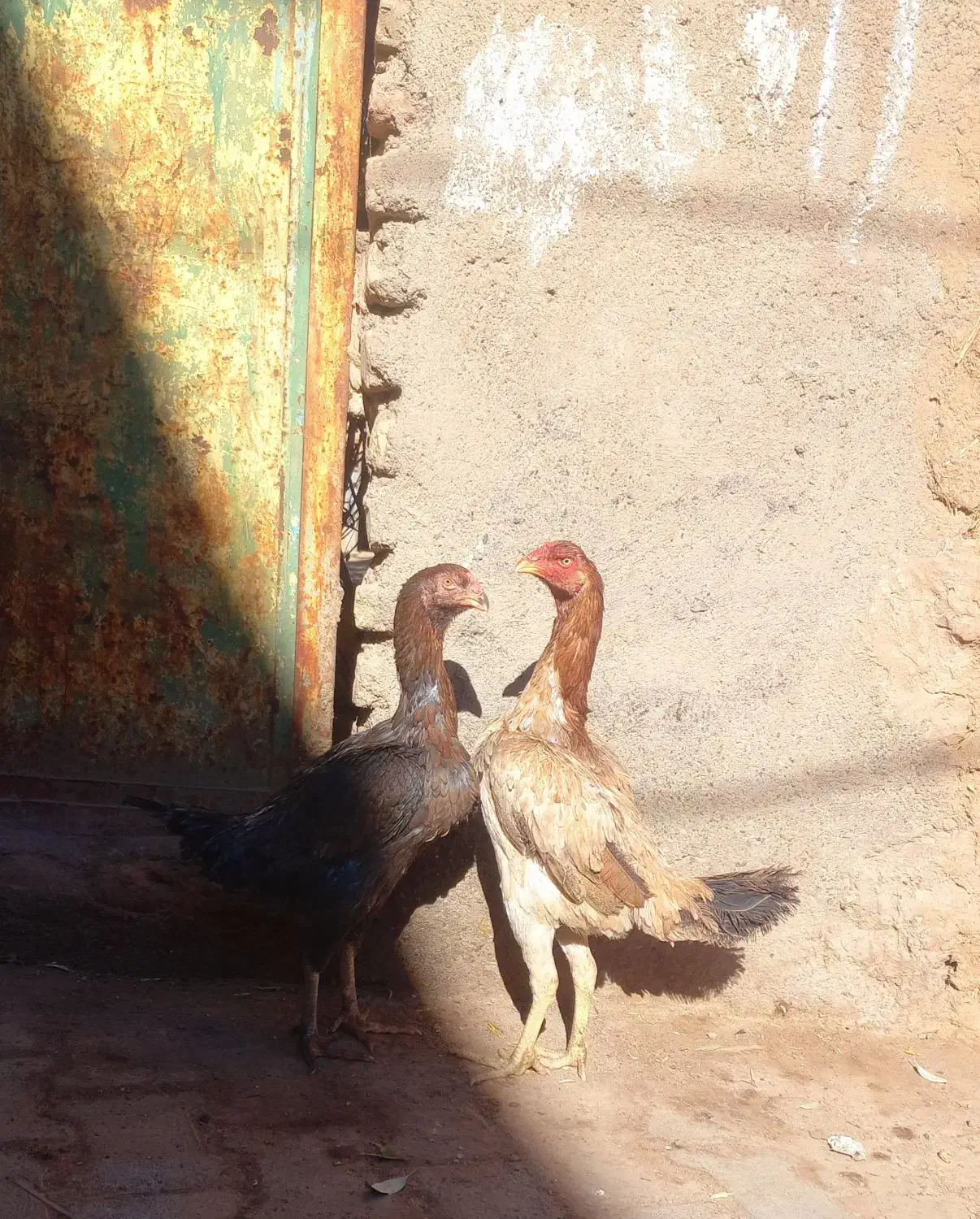 جفت مرغ اصیل|حیوانات مزرعه|بوژگان, |دیوار