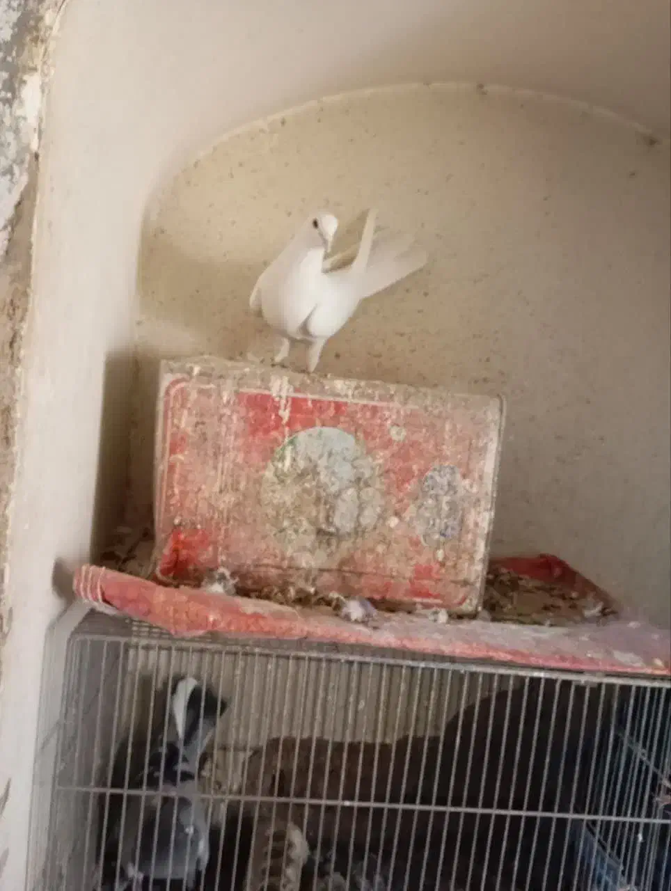 نر سفید مهر عالی زات نر خرقه زنجیره|پرنده|برخوار, |دیوار