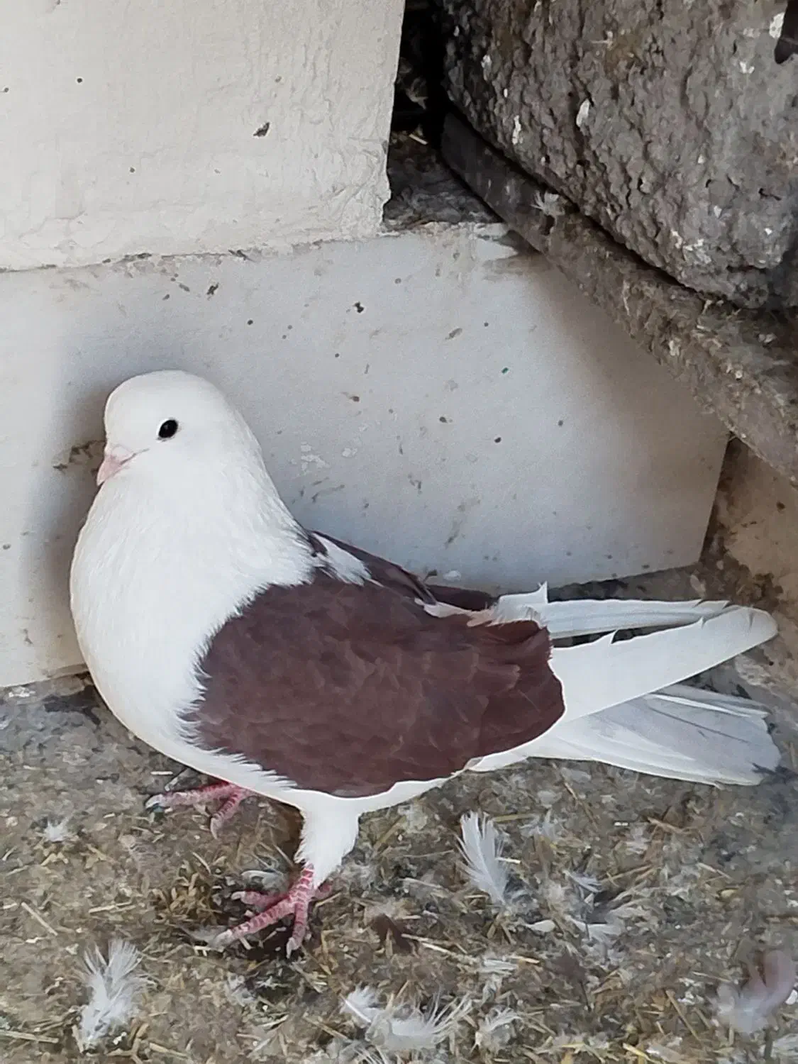 پشتار نر|پرنده|اردبیل, |دیوار