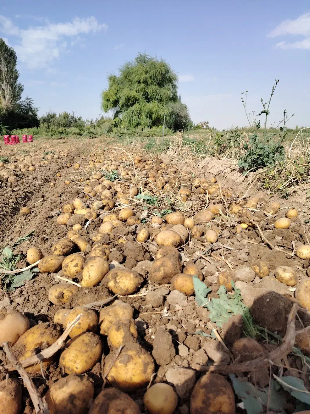 زمین جهت کاشت شراکتی سیر|اجارهٔ دفتر صنعتی، کشاورزی، تجاری|بهار, |دیوار