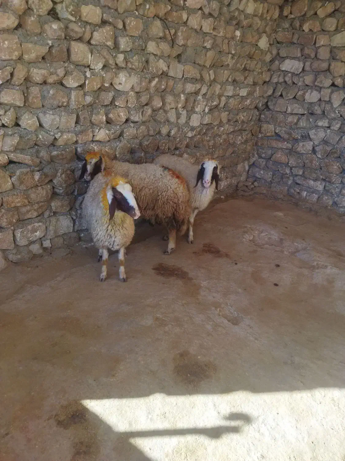 بره ماده|حیوانات مزرعه|اسلام‌‌آباد غرب, |دیوار