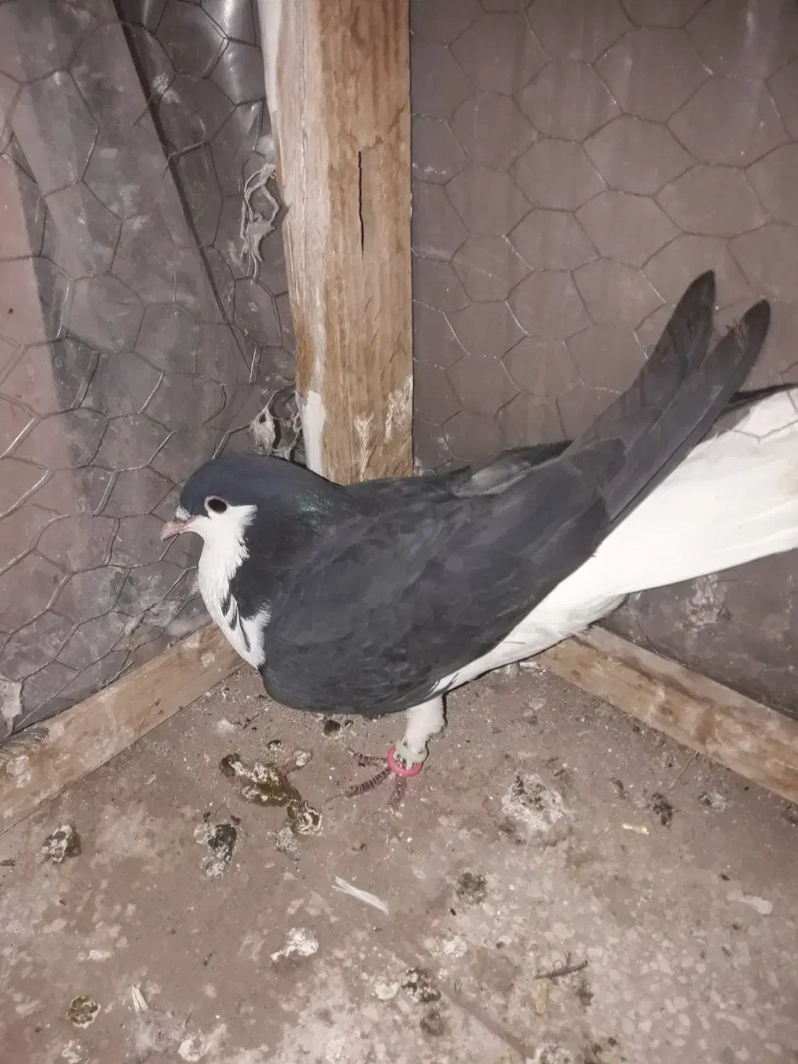 سبز پولکی . سده سیاه . سده افشون|پرنده|سبزوار, قصبه شرقی|دیوار