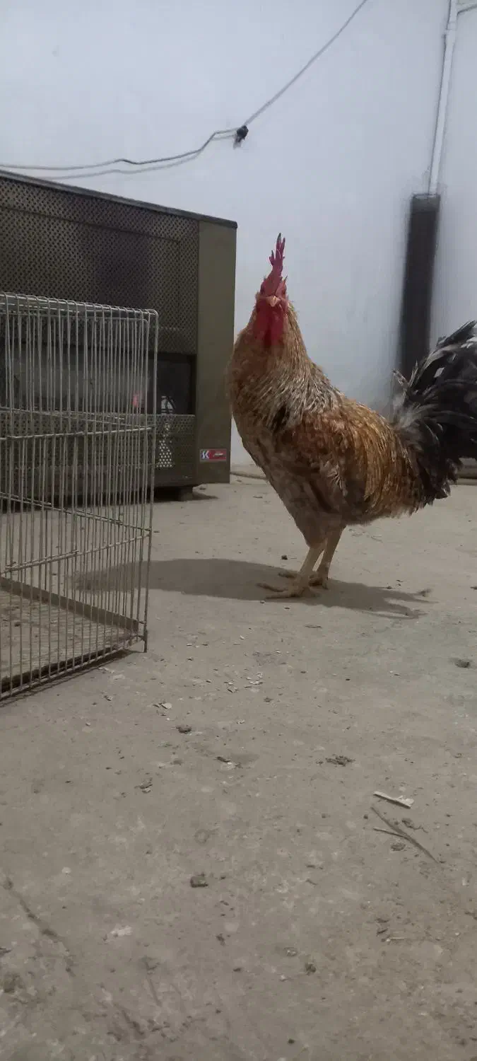 خروس بالغ|حیوانات مزرعه|مشکیندشت, |دیوار