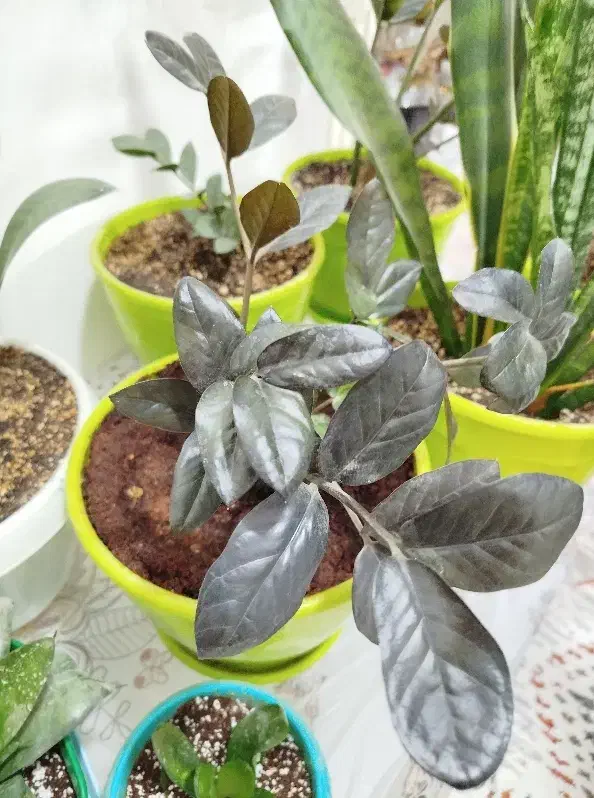 زامفولیا بلک|گل و گیاه طبیعی|تهران, آهنگ|دیوار