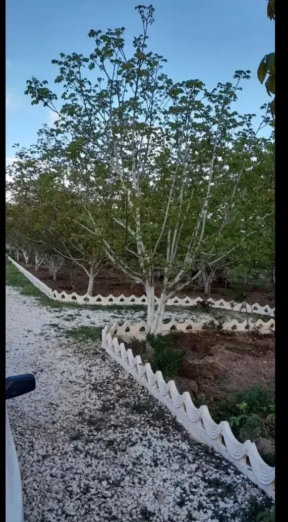 باغ ۱۳۵۰ متر/ به همراه سازه / سندتکبرگ|فروش خانه و ویلا|دورود, |دیوار