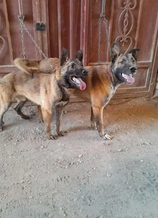 فروش سگ مالینویز دوعدد نر|سگ|مبارکه, |دیوار