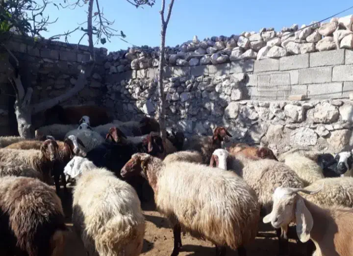 دام|حیوانات مزرعه|رومشکان, |دیوار