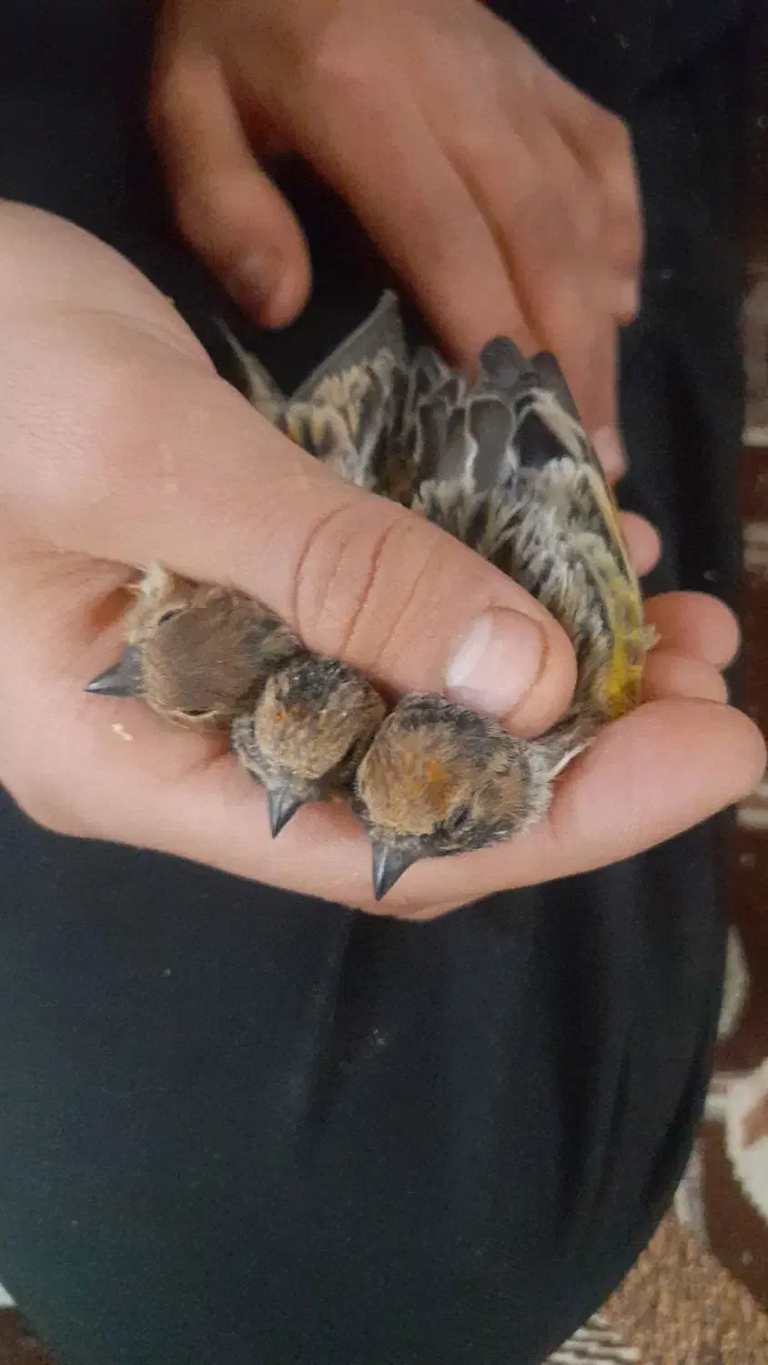 سهر دهن دار|پرنده|دورود, |دیوار