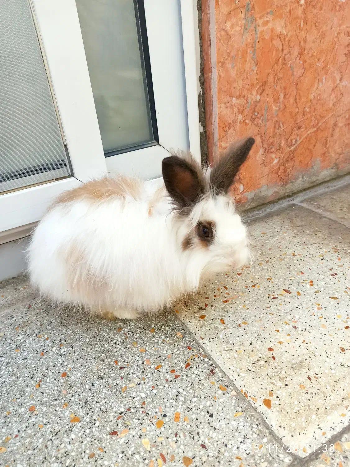 خرگوش خونگی|موش و خرگوش|شاهینشهر, خانه کارگر|دیوار