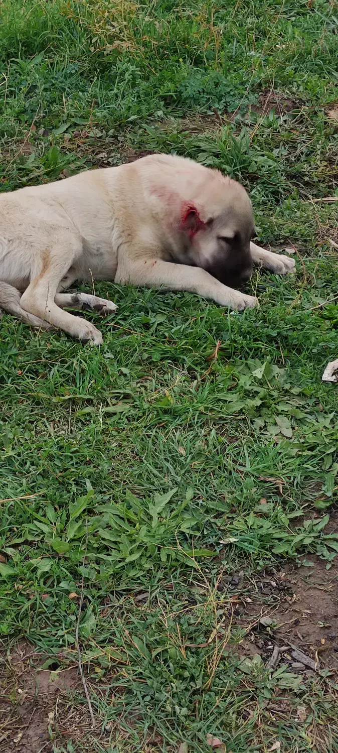 توله سگ کانگال|حیوانات|ماکو, |دیوار