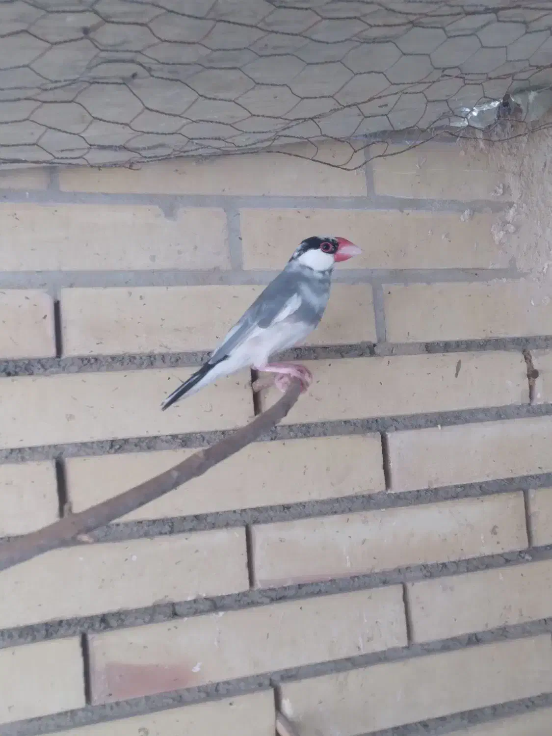 نرگسی نر|پرنده|یزد, |دیوار