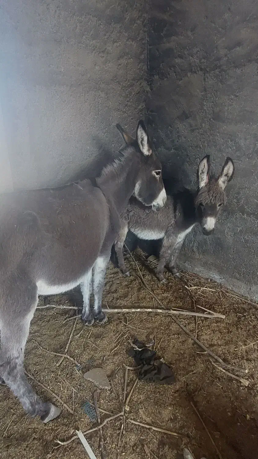 الاغ|حیوانات مزرعه|اصفهان, کشاورزی|دیوار