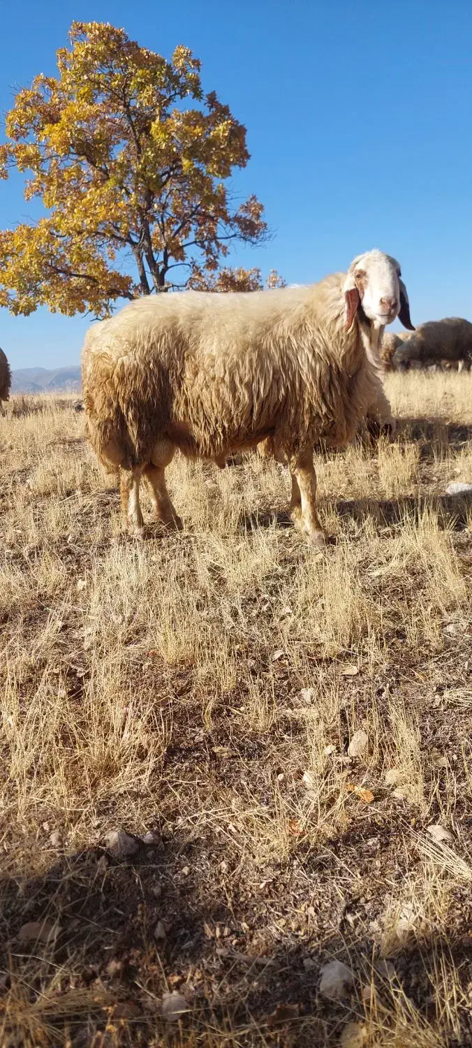 قوچ سنجابی بختیاری دورگه|حیوانات مزرعه|گهواره, |دیوار