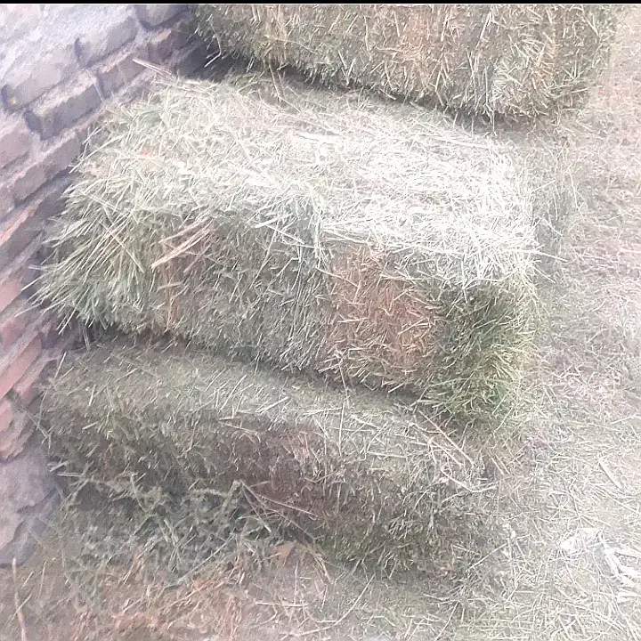 یونجه|عمده‌فروشی|سراب, |دیوار