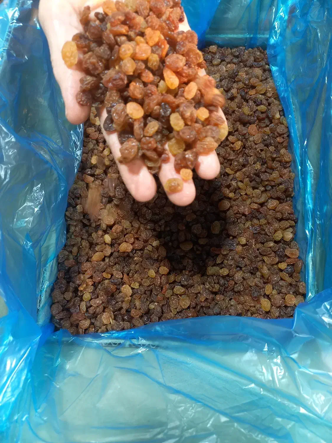 کشمش خوراکی|خوردنی و آشامیدنی|شوشتر, |دیوار