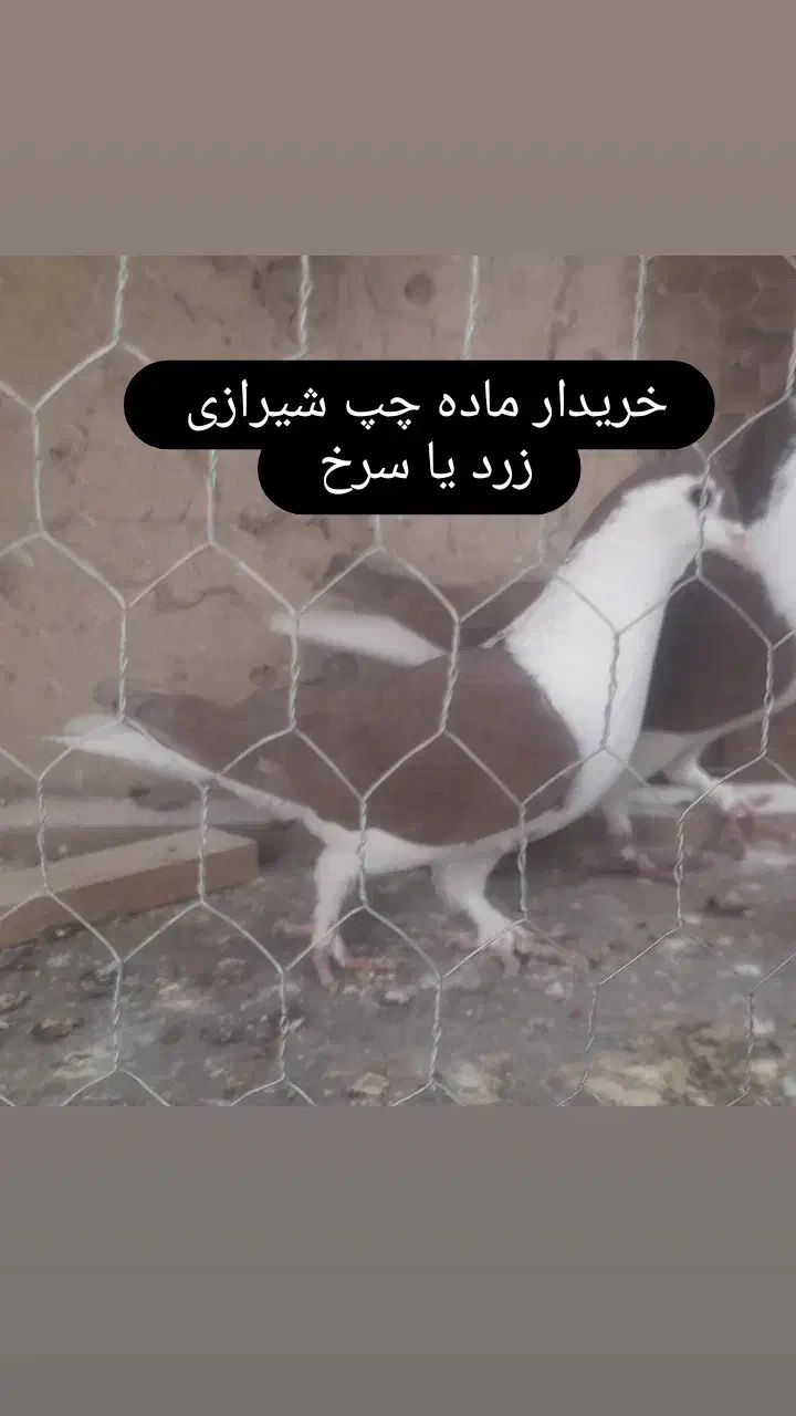 ماده شیرازی چپ سیاه چپ گلی|پرنده|کرمان, |دیوار