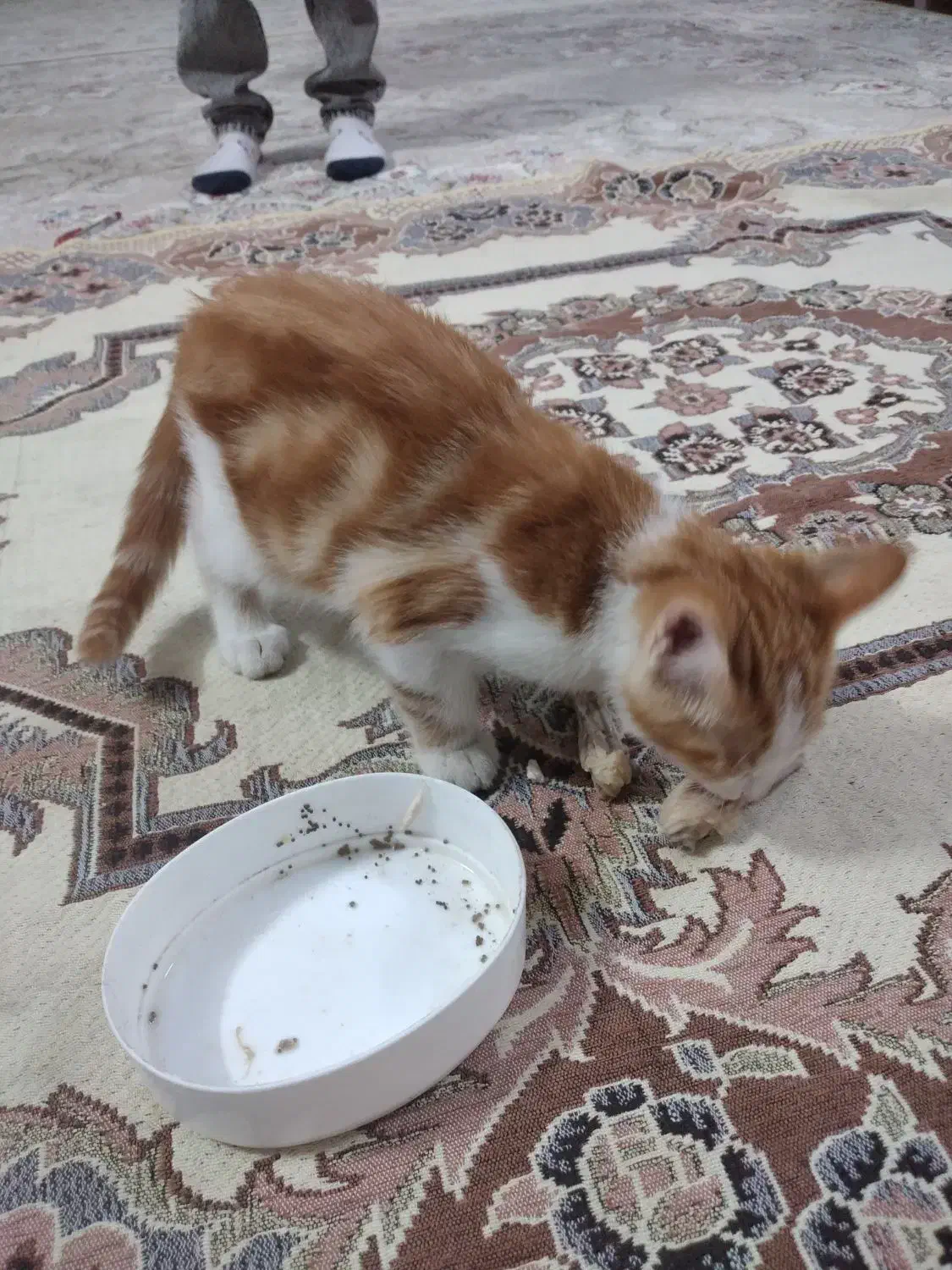 واگذاری بچه گربه|گربه|مشهد, بهمن|دیوار