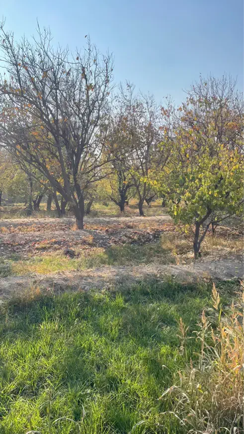 باغ ۹۵۰ متر یوسف اباد صیرفی شهریار|فروش زمین و ملک کلنگی|شهریار, یوسف آباد صیرفی|دیوار