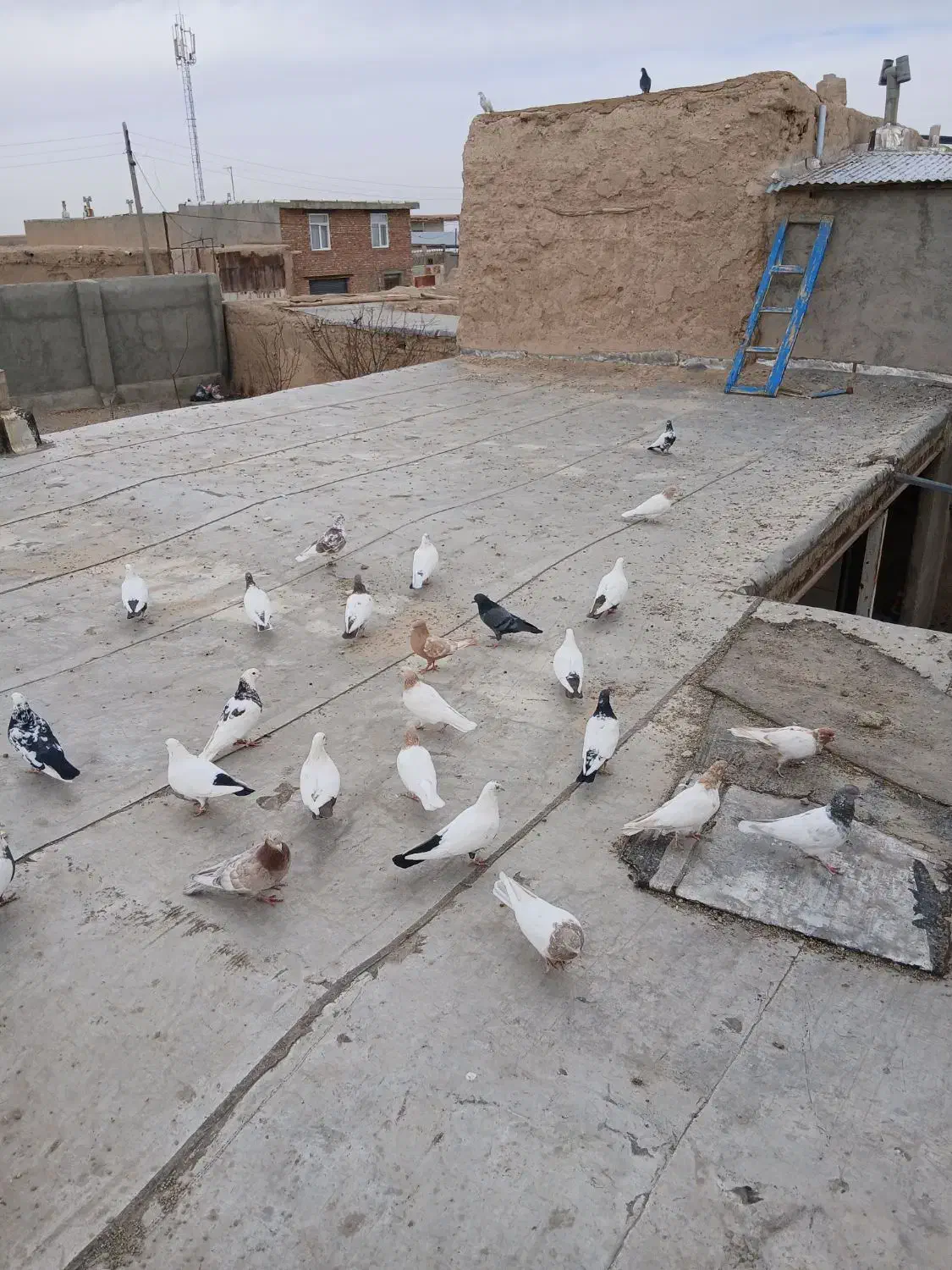 کبوتر کله دار سینه سرخ دم سیاه|پرنده|کبودرآهنگ, |دیوار