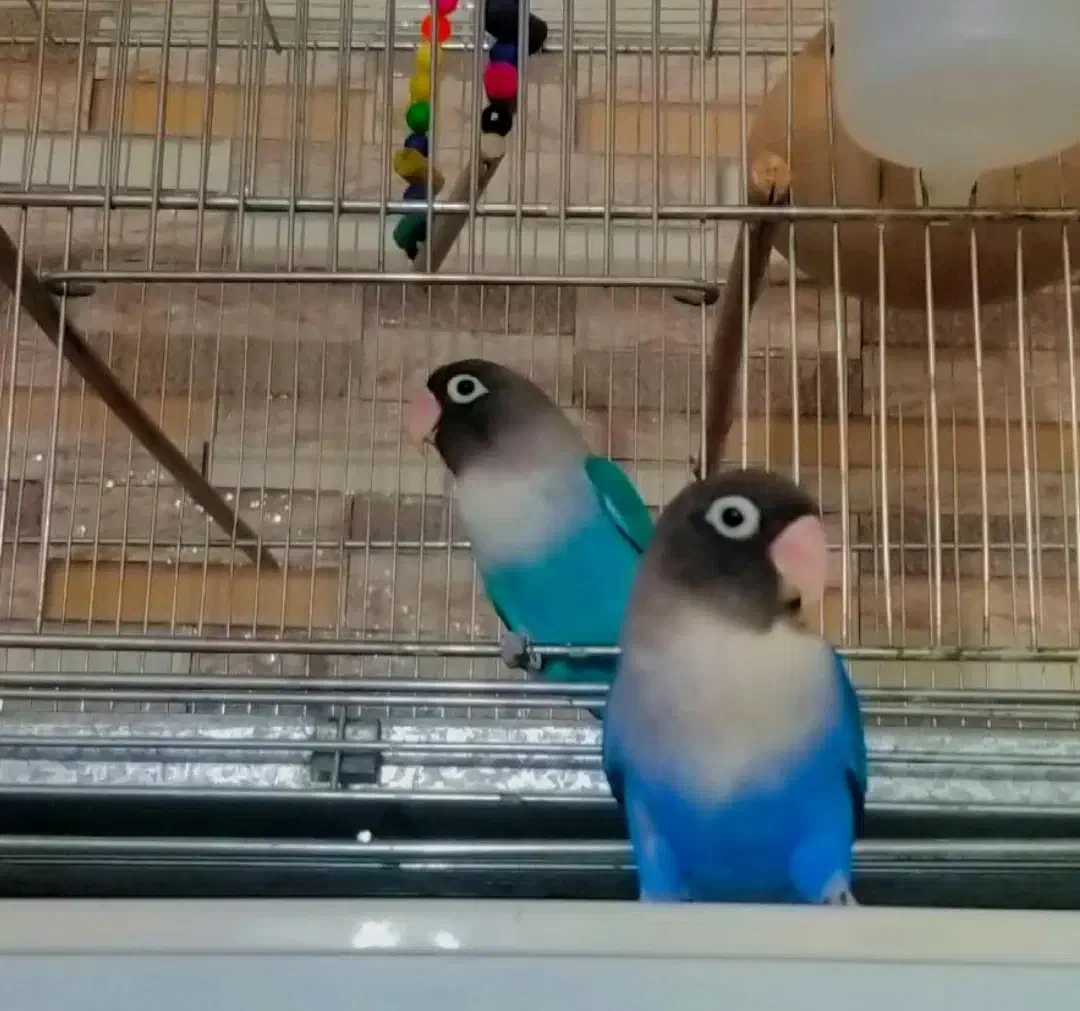 کتوله طوطی برزیلی|پرنده|ایرانشهر, |دیوار