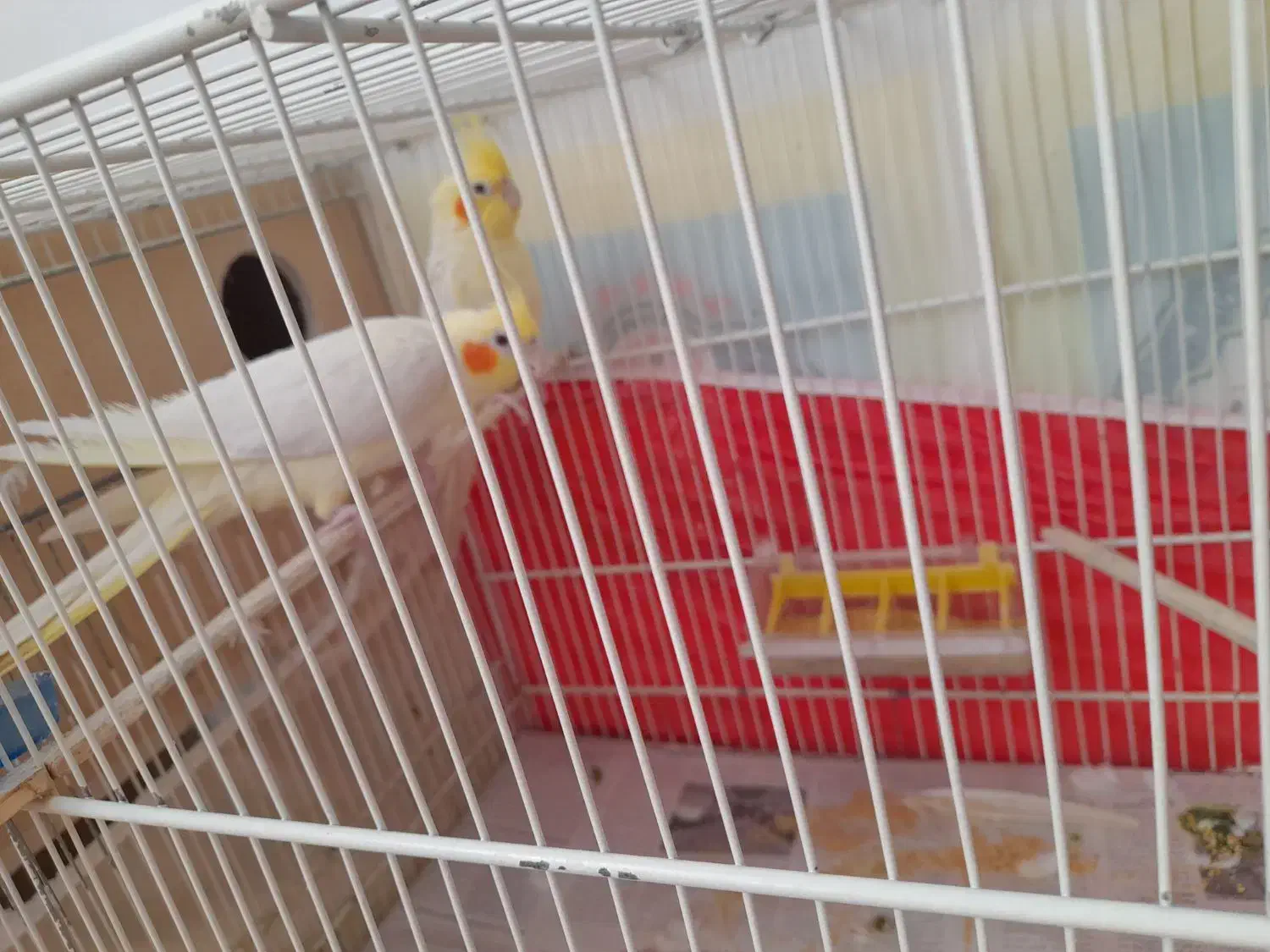 عروس هلندی نر و ماده|پرنده|بیرجند, |دیوار