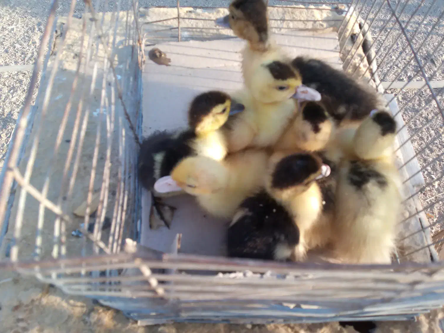 جوجه اردک مسکویی|حیوانات مزرعه|هشتگرد, تهران دشت|دیوار