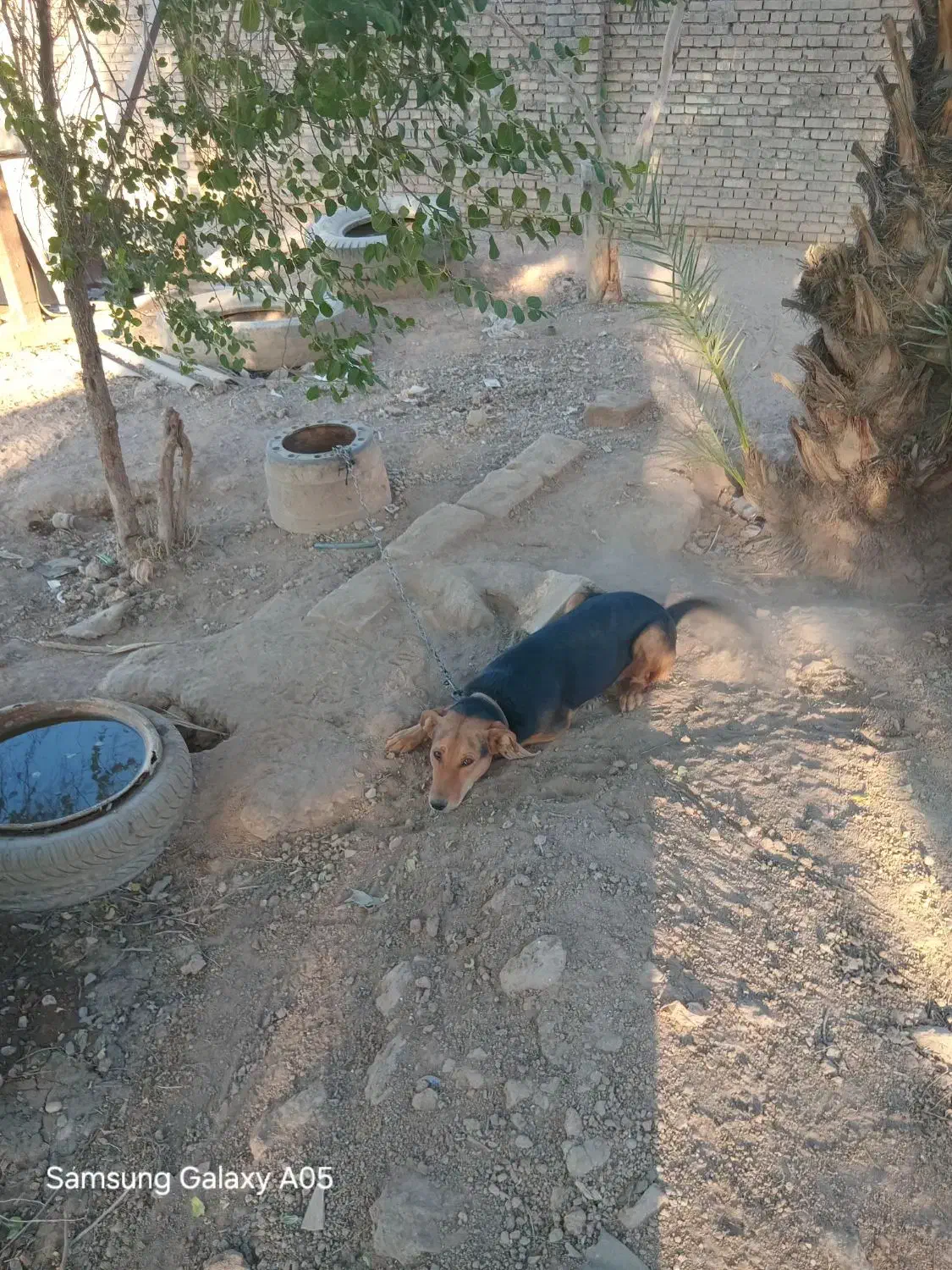 سگ ژرمن|سگ|اهواز, غیزانیه|دیوار