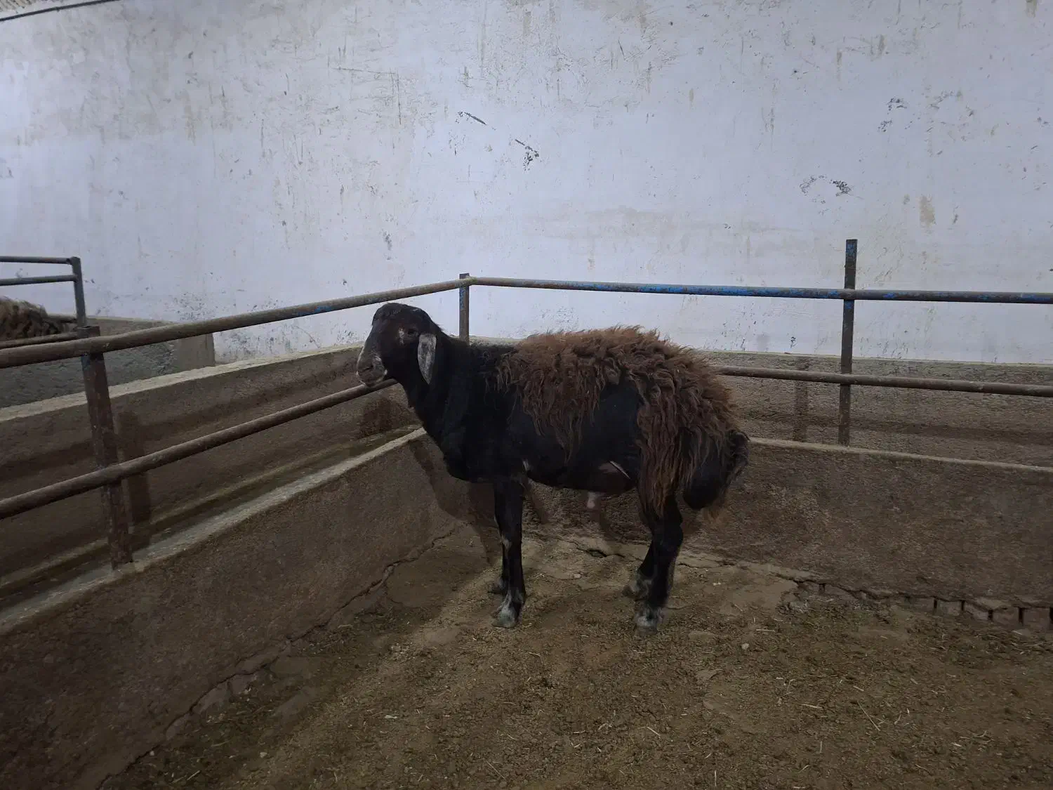 بره نر|حیوانات مزرعه|قروه, |دیوار