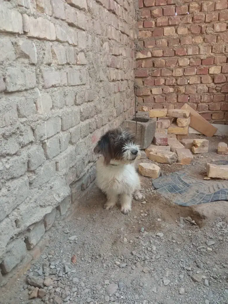 سگ پشمالو شیتزو پامرانین معاوضه|سگ|زابل, |دیوار