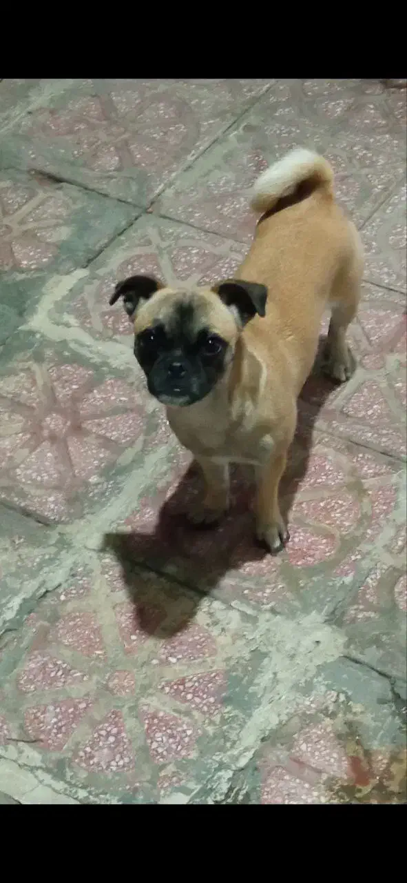 سگ خانگی بولداگ فرانسوی|سگ|سنندج, |دیوار