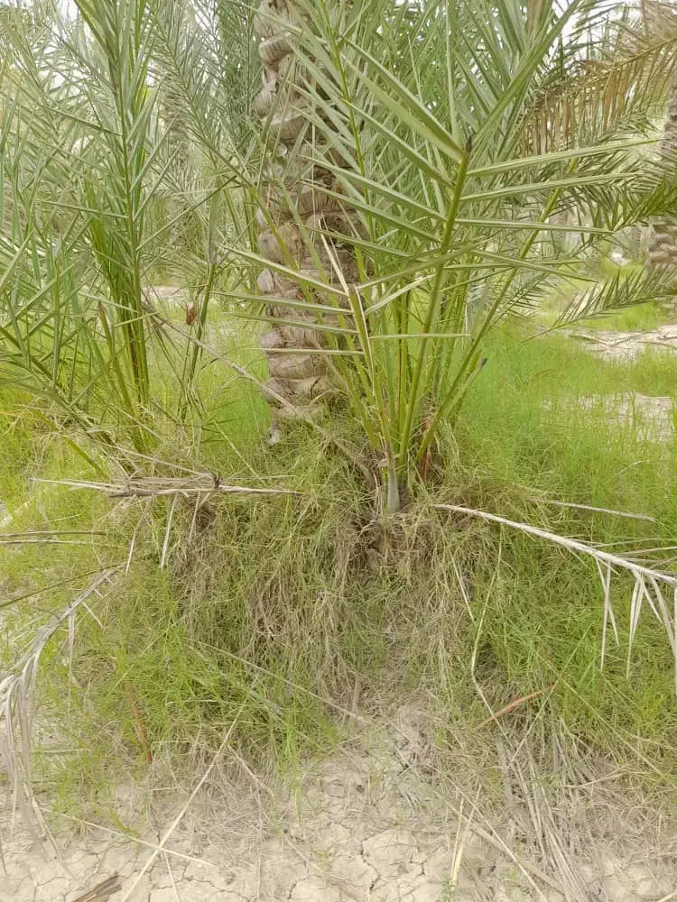 پاجوش نخل|گل و گیاه طبیعی|اهرم, |دیوار