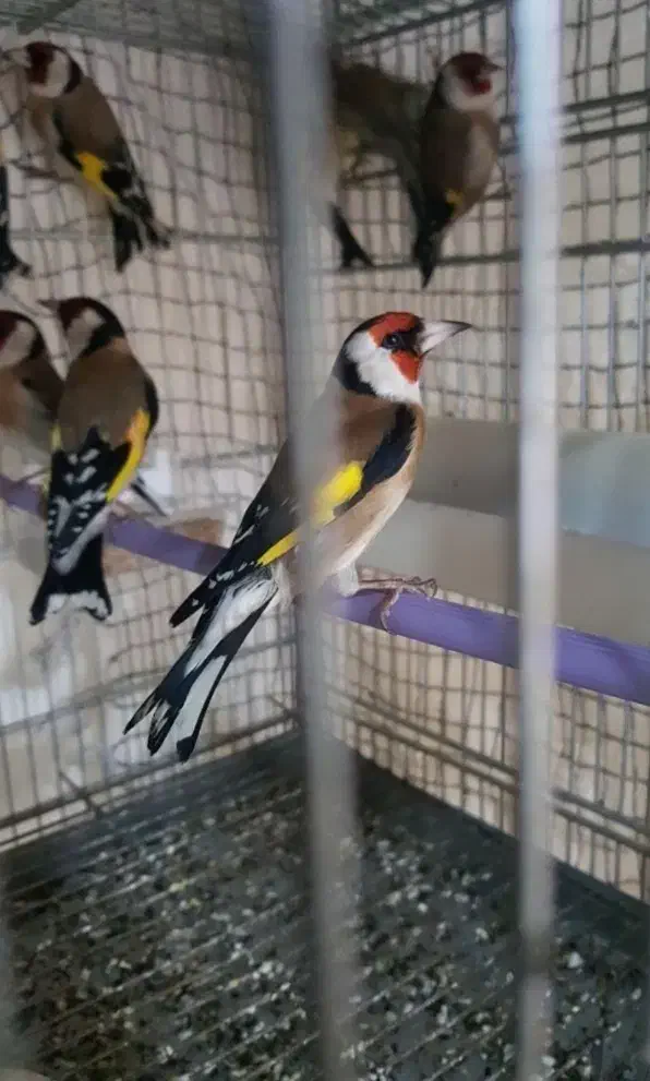 چند عدد سهره باغیی درجه یک درجه یک|پرنده|همدان, |دیوار