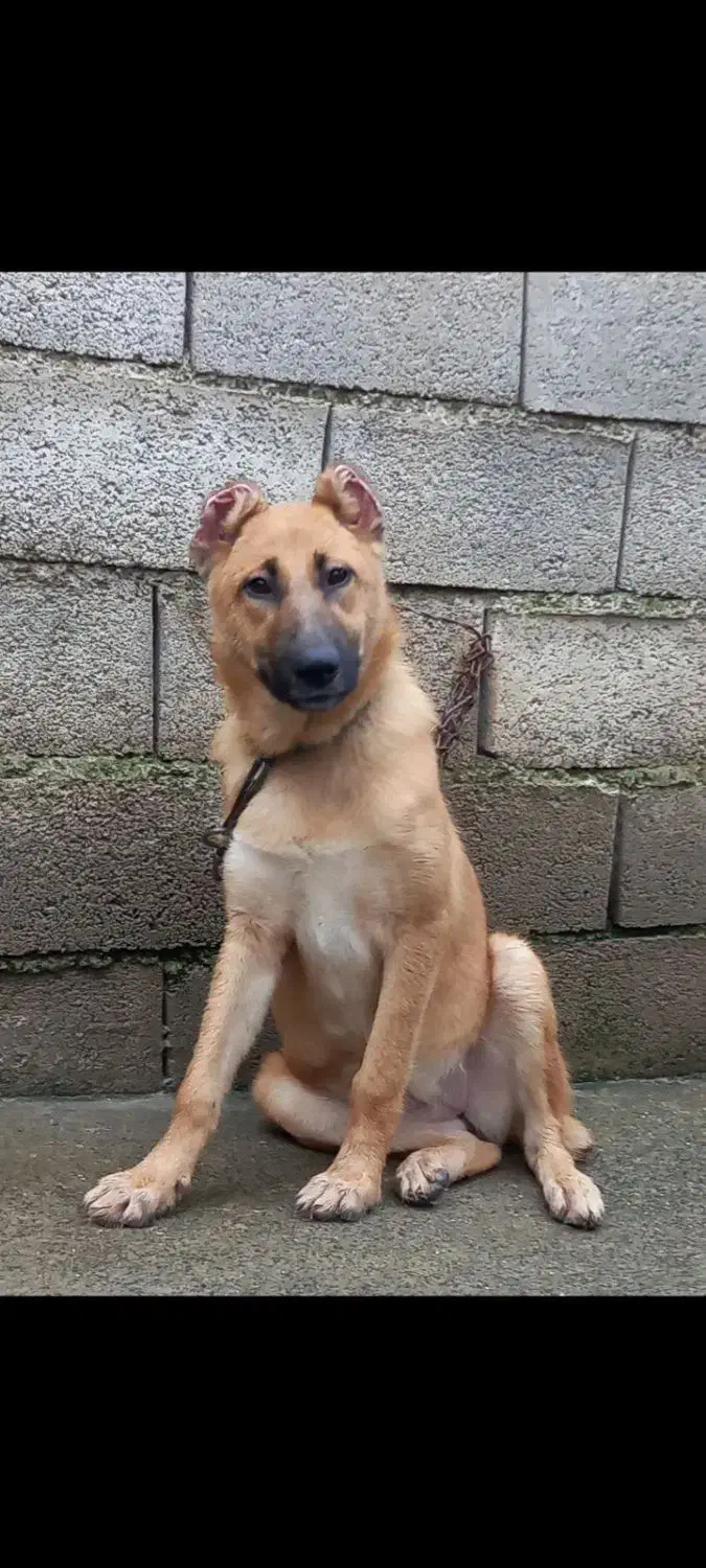 سرابی توله اصیل زیرقیمت معاوضه و فروش فوری|سگ|آمل, |دیوار