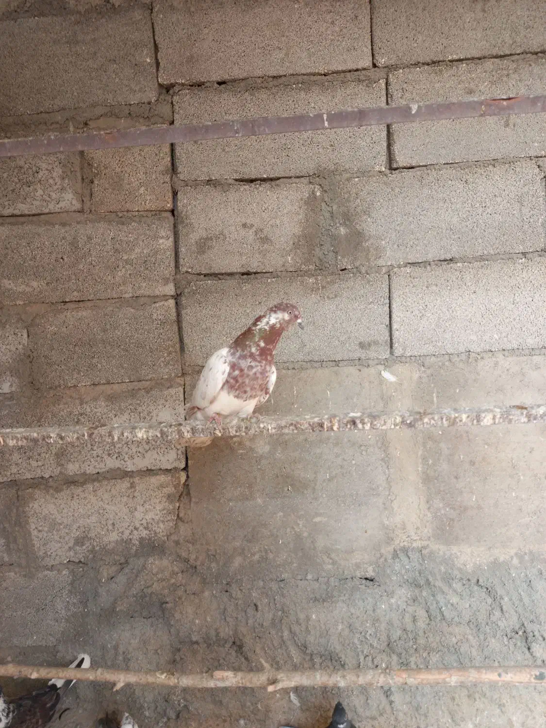 کفترکله برنجی نرمست مست|پرنده|کرج, لشکر ده سید الشهدا|دیوار