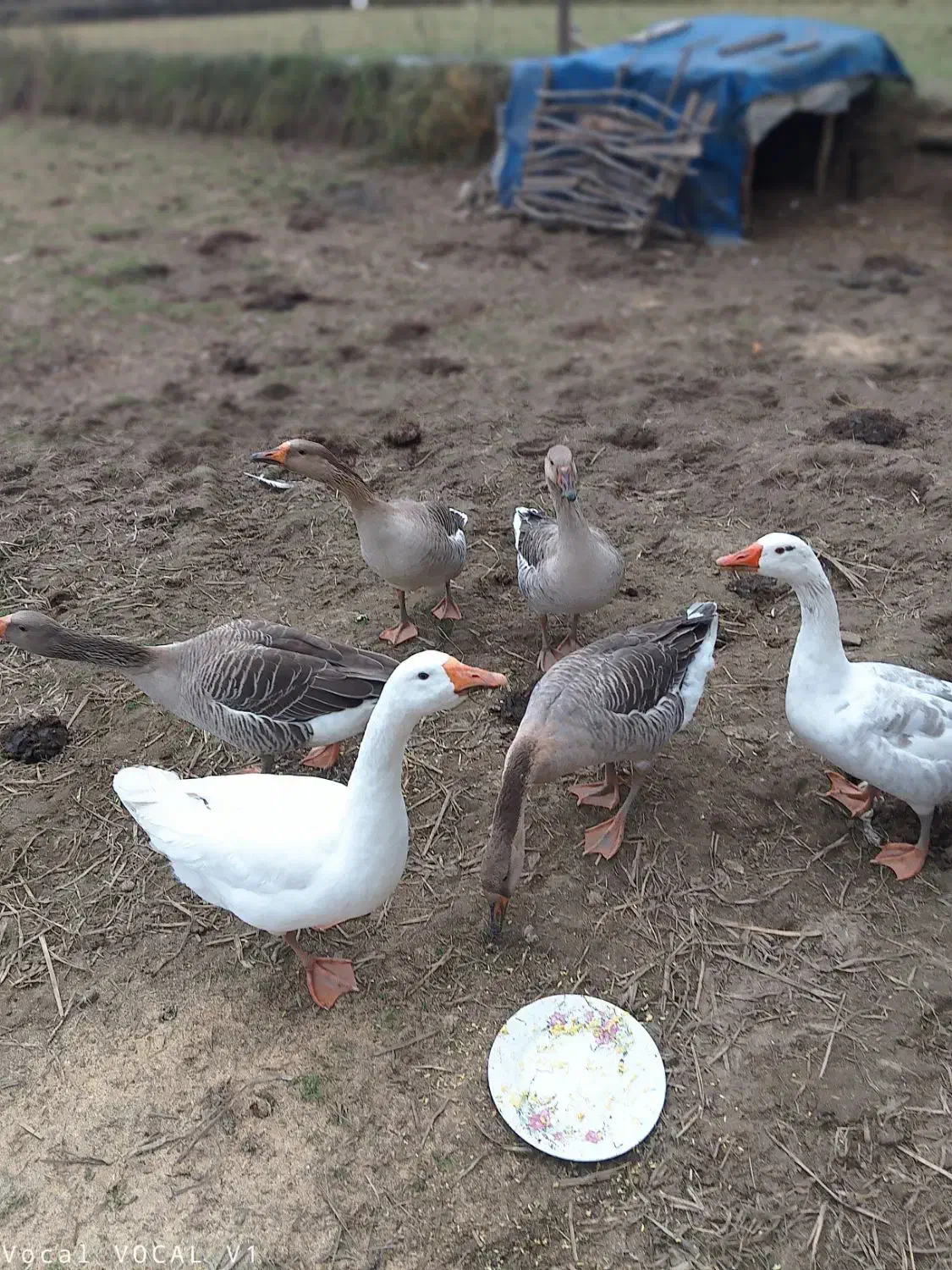 شش عدد غاز محلی جوان|پرنده|تالش, هشتپر|دیوار