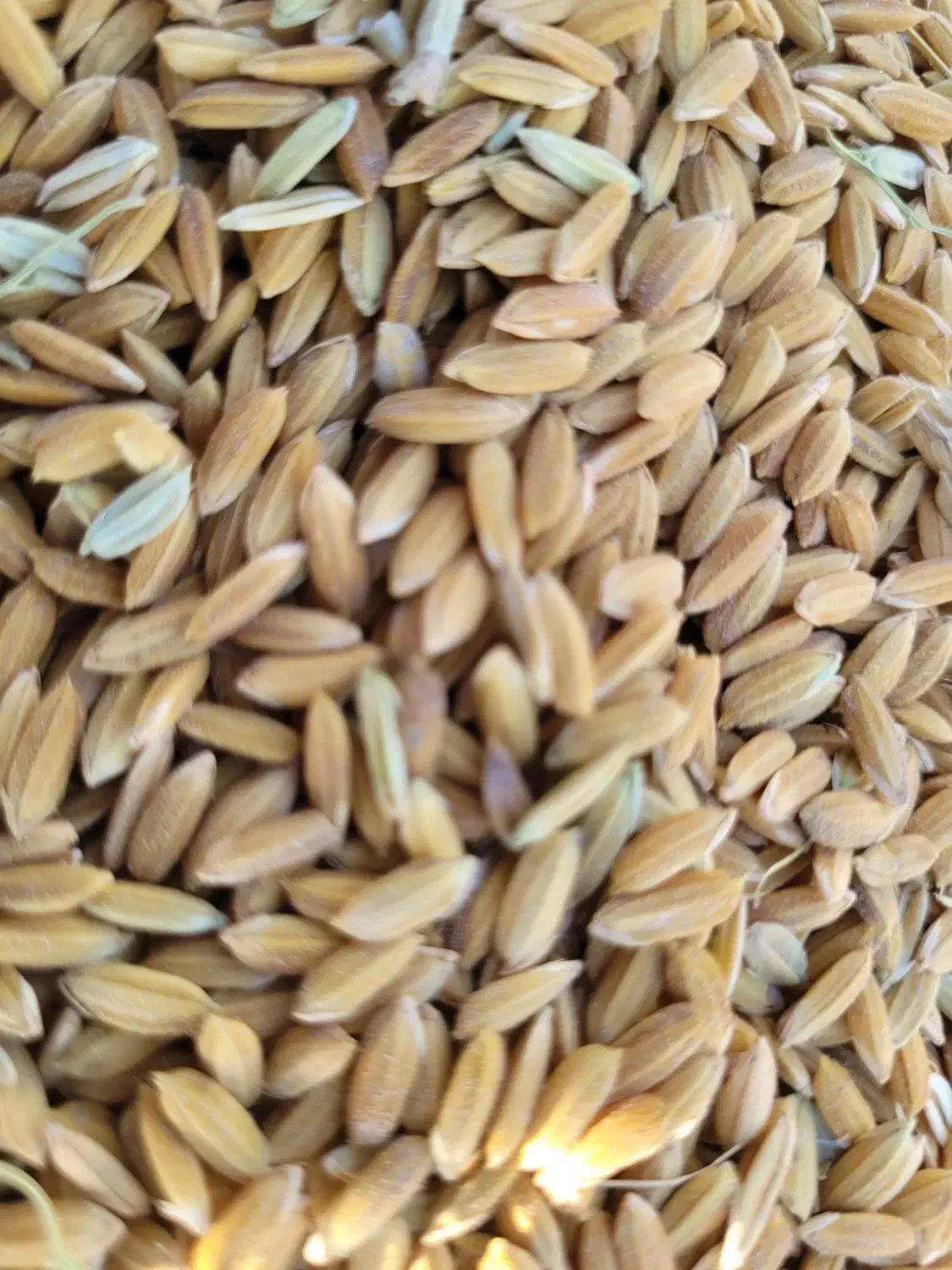 برنج کامفیروزی اعلا و معطر|خوردنی و آشامیدنی|شیراز, کوهسار|دیوار