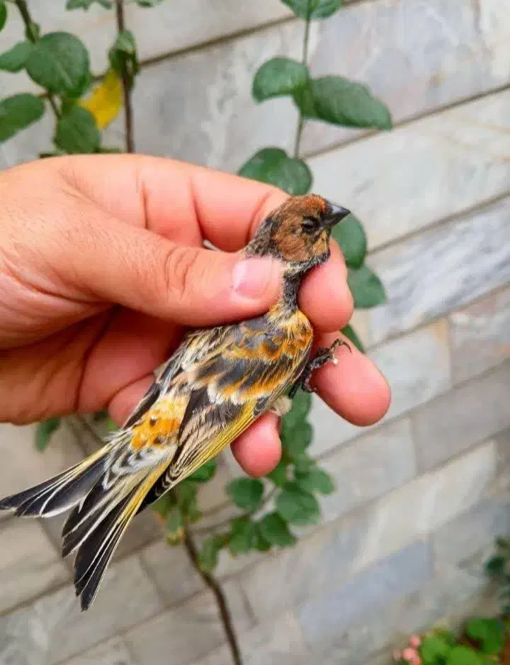 سهره گلبسر قناری به شرط نر همه قواره دار|پرنده|قم, شاه ابراهیم|دیوار