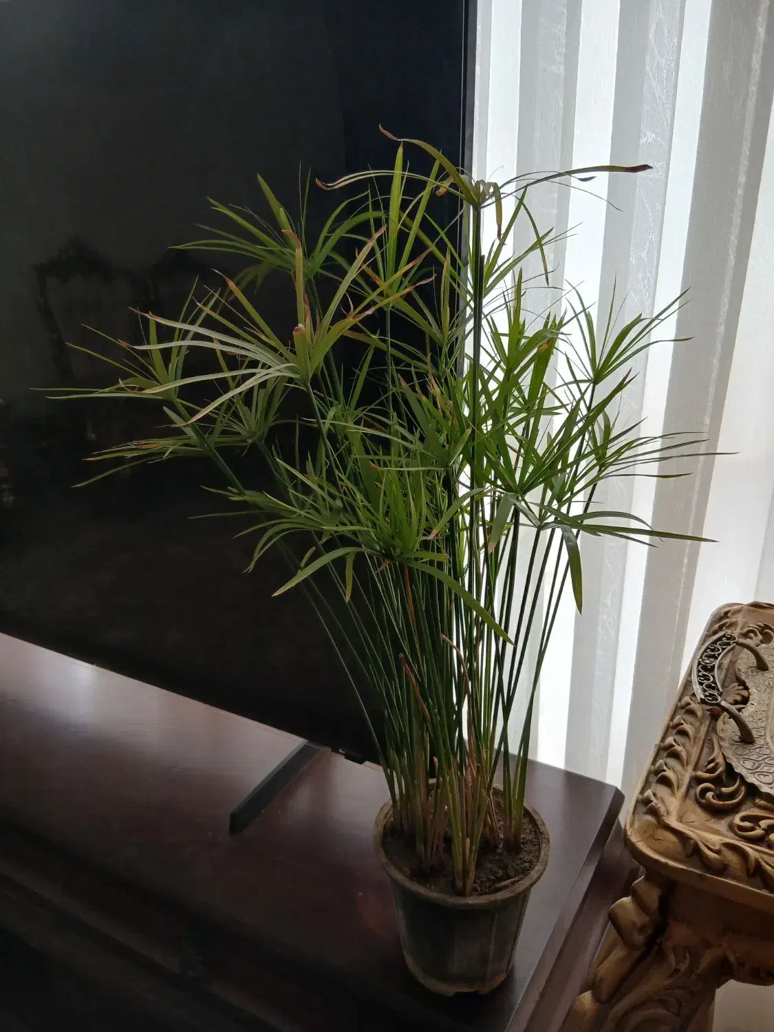 گل وگلدون|گل و گیاه طبیعی|مشهد, امیریه|دیوار