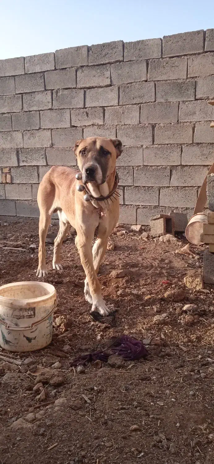 سگ میکس افغان سراب نر|سگ|تربتحیدریه, کوه سنگی|دیوار