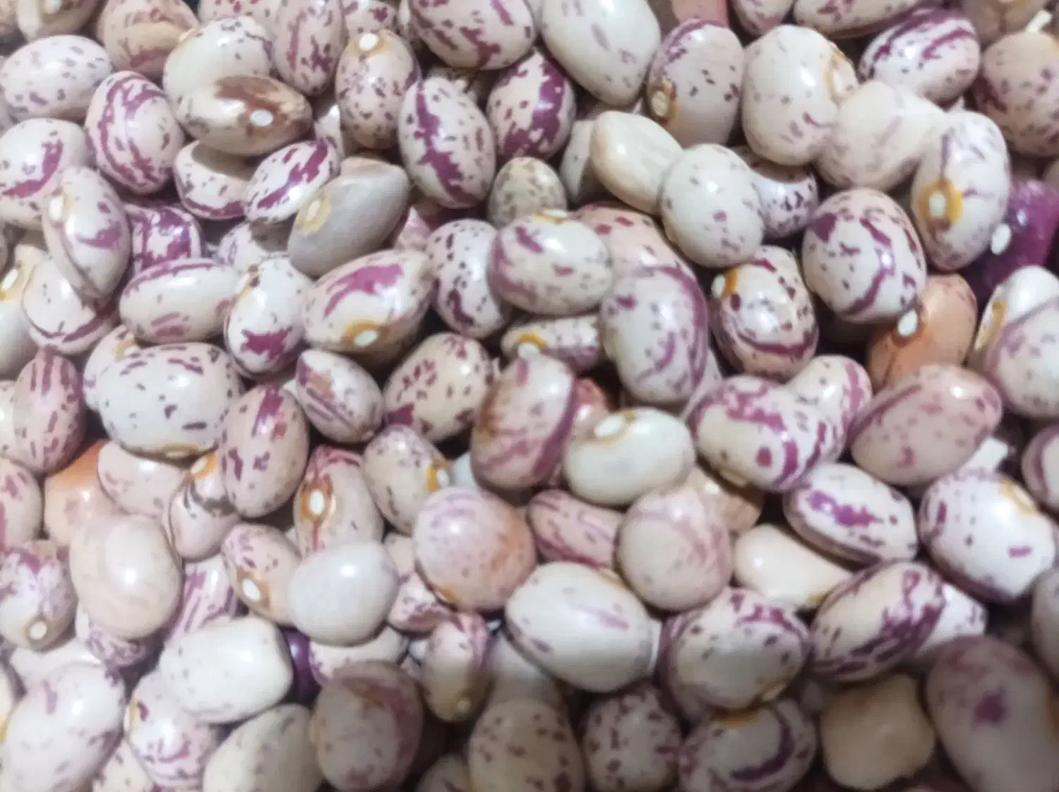 لوبیا چیتی درجه یک امسال|خوردنی و آشامیدنی|تهران, دولاب|دیوار