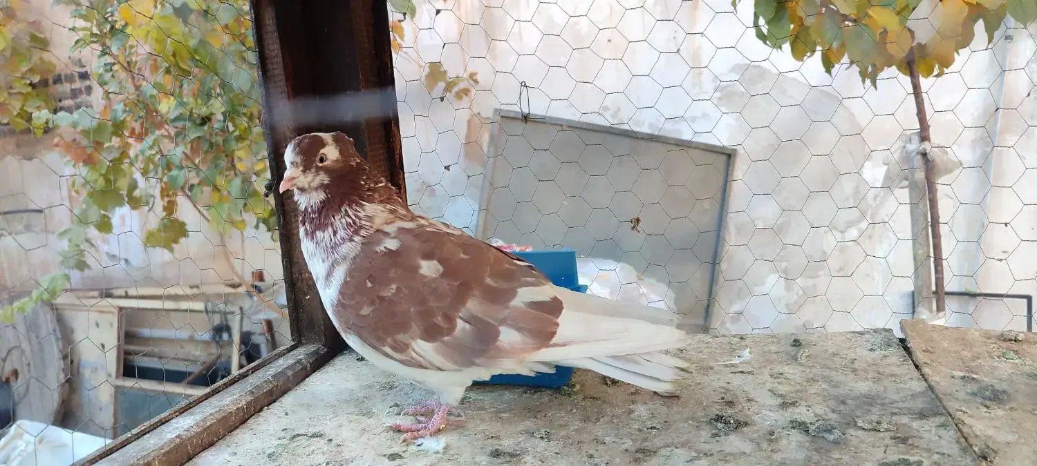 نر تهرانی کاشانی چشم دو رنگ|پرنده|دورود, |دیوار