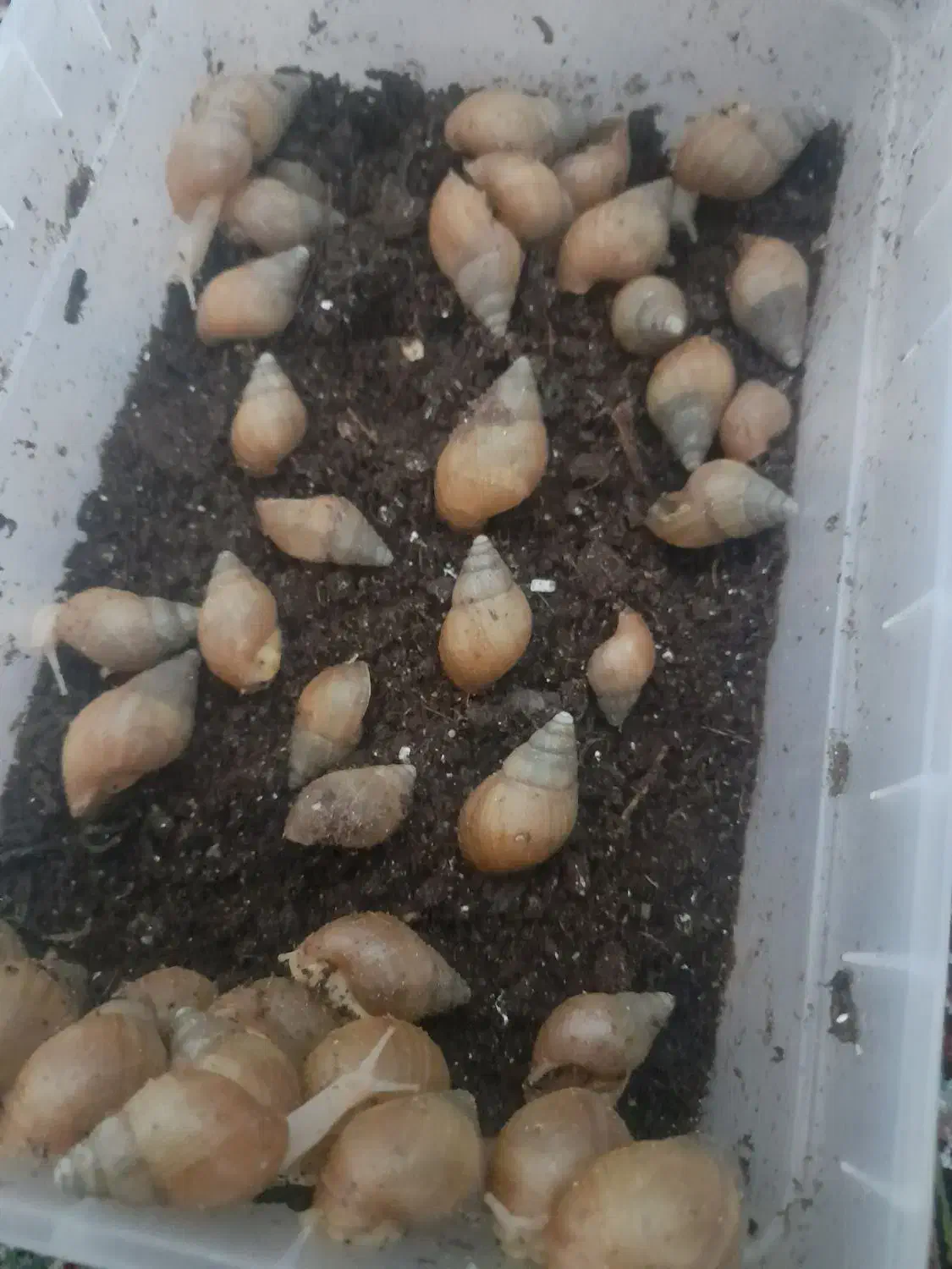 فروش حلزون|خزنده|اصفهان, باغ فدک|دیوار