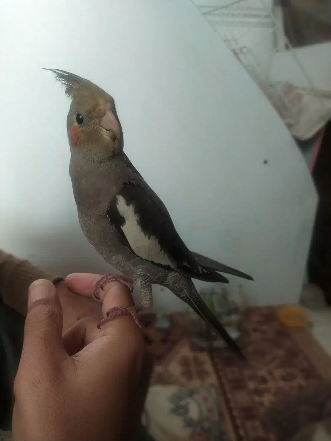 عروس هلندی|پرنده|قم, خاکفرج|دیوار