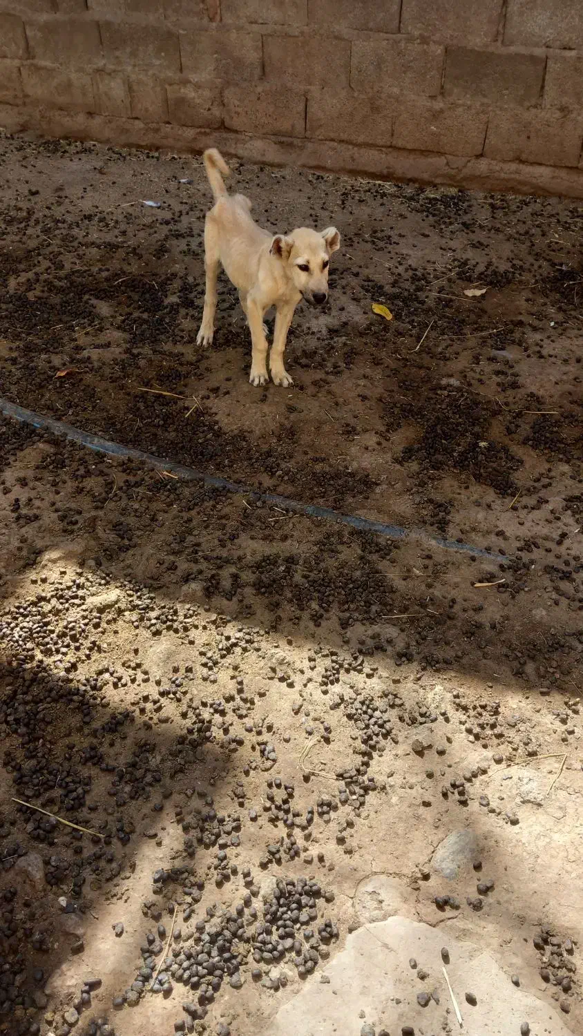 واگذاریتولهماده|سگ|نیر (اردبیل), |دیوار