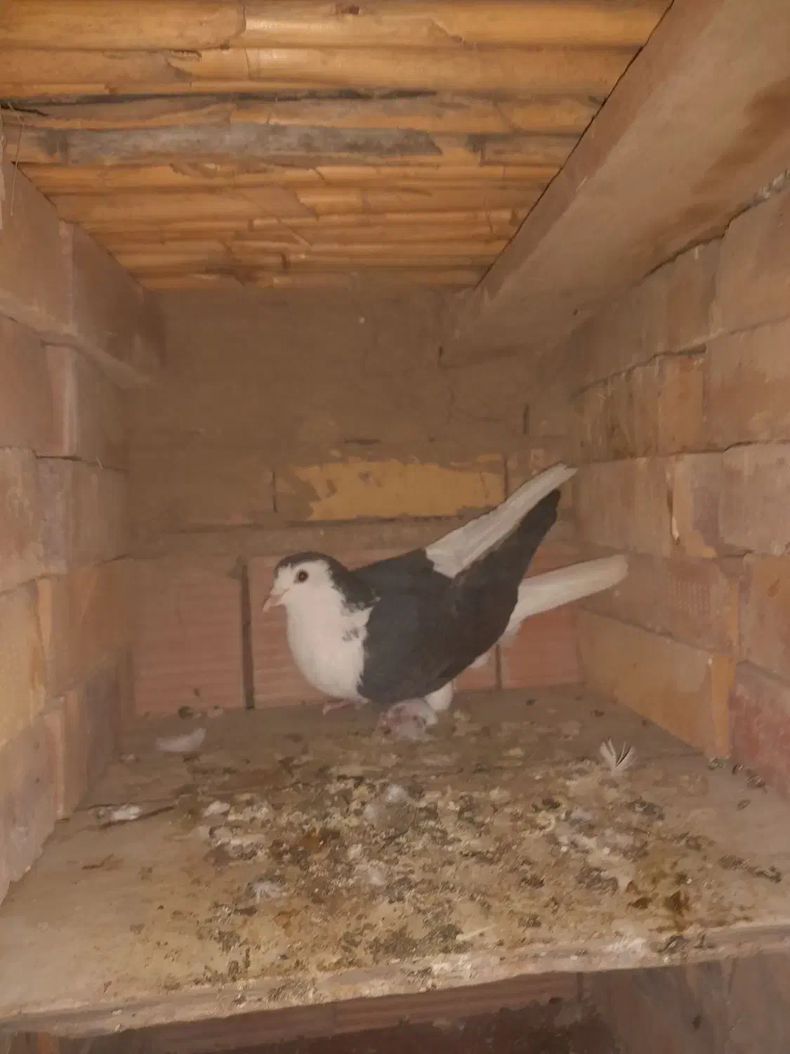 کفترزاغ شاپر سفید،ساده،دوبال،پلنگی|پرنده|گنبد کاووس, |دیوار