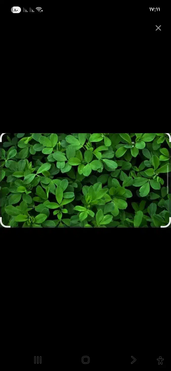 شبدر|گل و گیاه طبیعی|لردگان, |دیوار