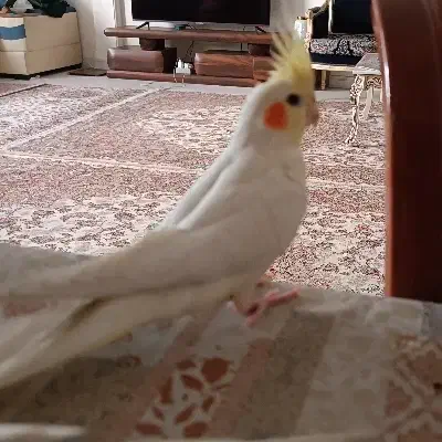 دو عدد جوجه عروس هلندی لوتینو دو ماه و نیم|پرنده|تهران, دانشگاه شریف|دیوار